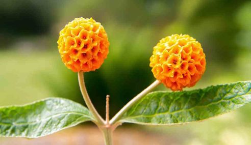 Choose buddleja globosa for your garden