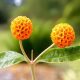 Choose buddleja globosa for your garden
