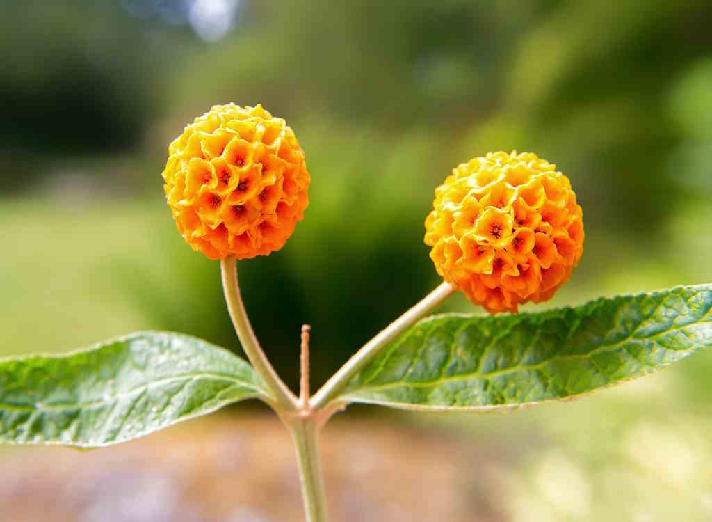 Buddleja globosa with orange ball flowers in bloom.