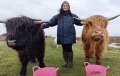 Hairy coos in Essex – Chloe Lucas breaking into cattle farming