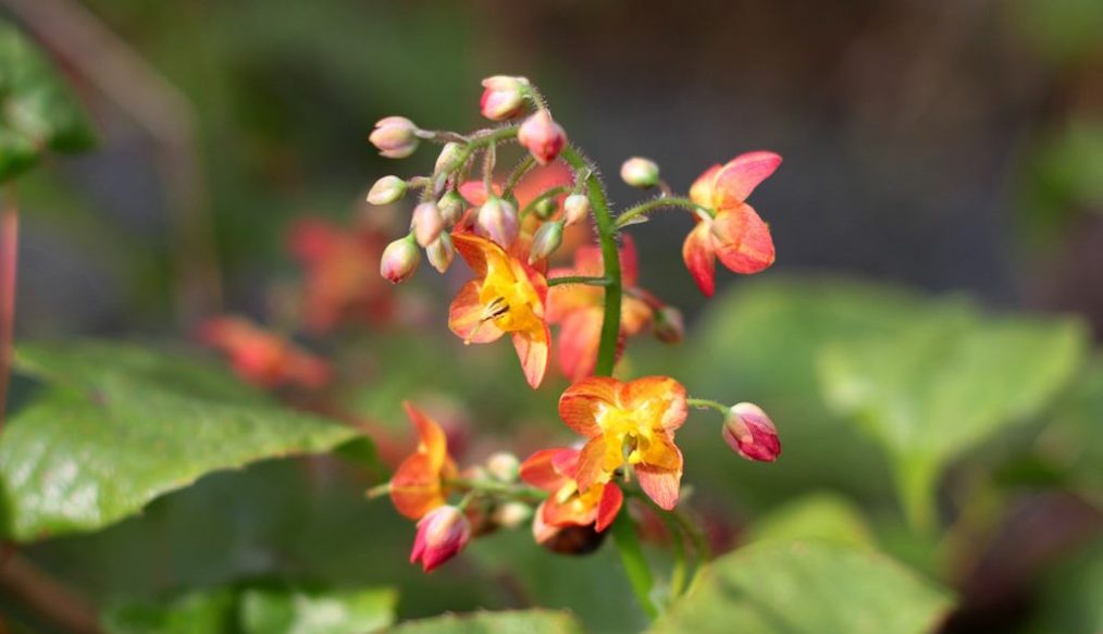 An appreciation of epimediums