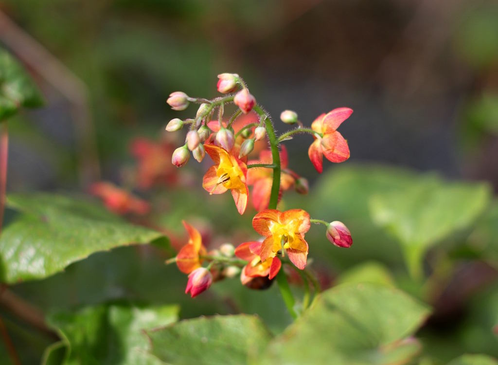 Epimedium warleyense.