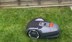 Robot mower from Husqvarna keeps on top of the grass lawn