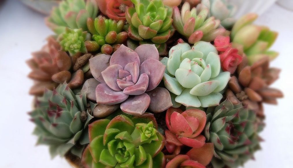 Intro to indoor plants