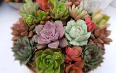 Intro to indoor plants