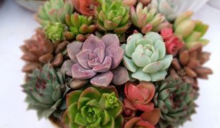 Intro to indoor plants