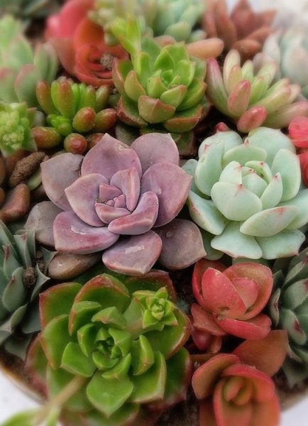 Intro to indoor plants