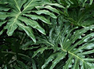 Plant ID for a cheese plant