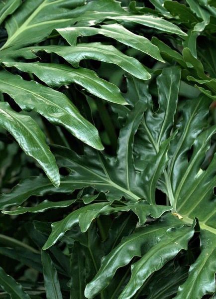 Plant ID for a cheese plant