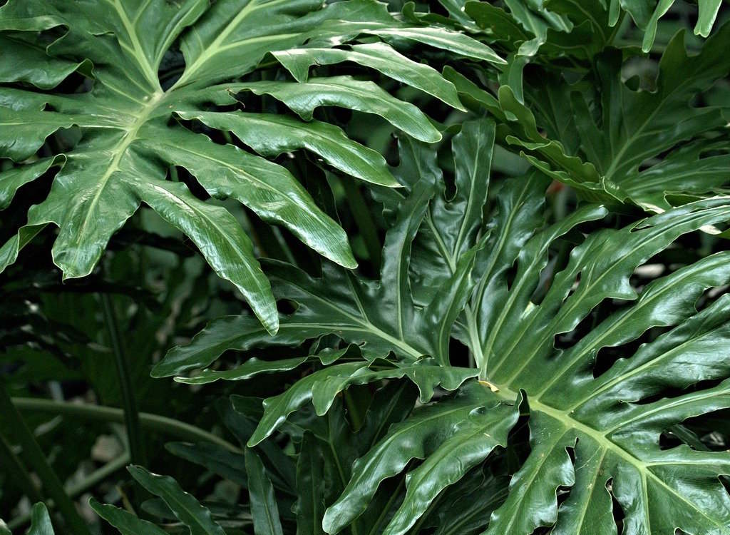 A cut-leaf Philodendron known as a cheese plant.