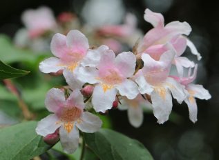 Pruning abelia grandiflora