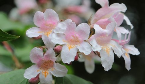 Pruning abelia grandiflora