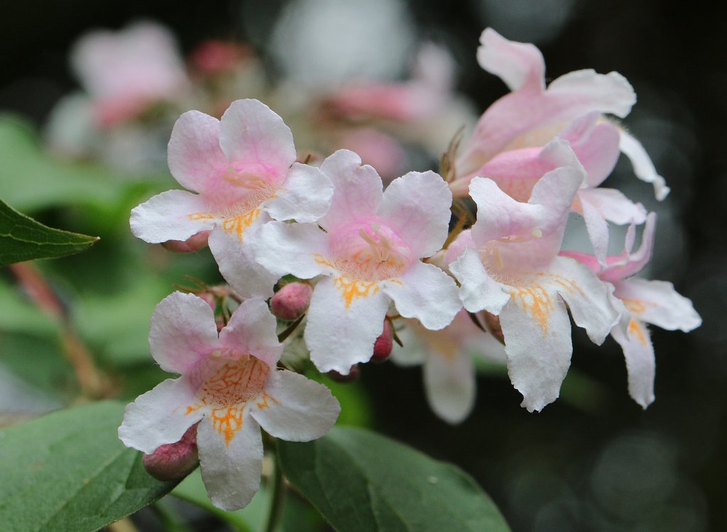 Abelia grandiflora's delicate pink and white blooms.