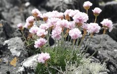 Help with growing alpines
