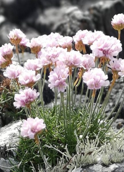 Help with growing alpines