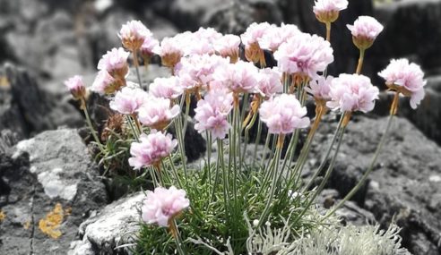 Help with growing alpines