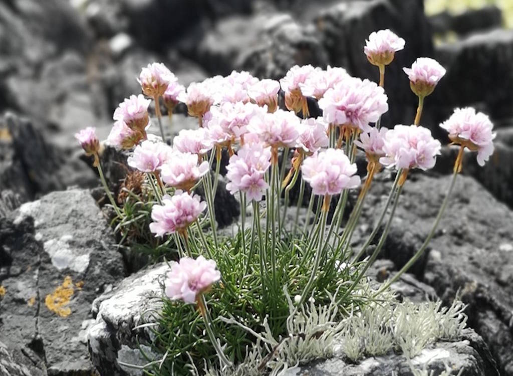 Alpine plant in bloom on rocks.