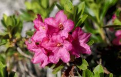 How to create a rockery for alpine plants
