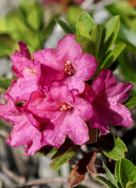 How to create a rockery for alpine plants
