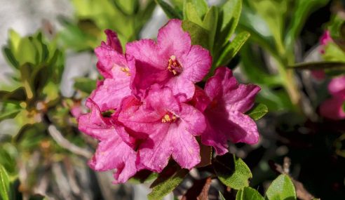 How to create a rockery for alpine plants