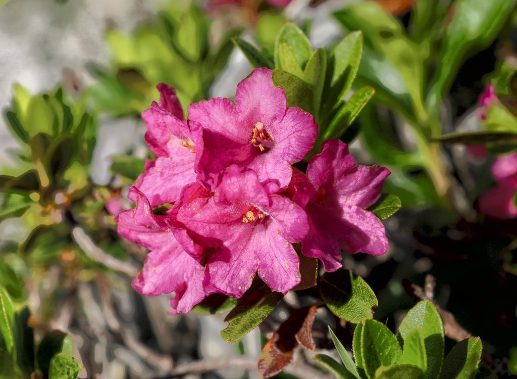 How to create a rockery for alpine plants