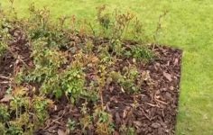 Mulching around roses with the pro-gardener