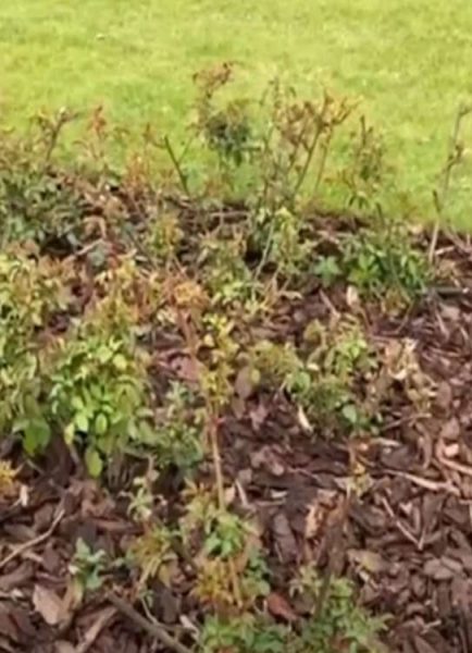 Mulching around roses with the pro-gardener