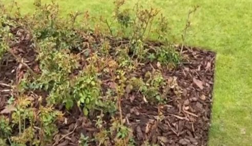 Mulching around roses with the pro-gardener