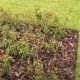Mulching around roses with the pro-gardener
