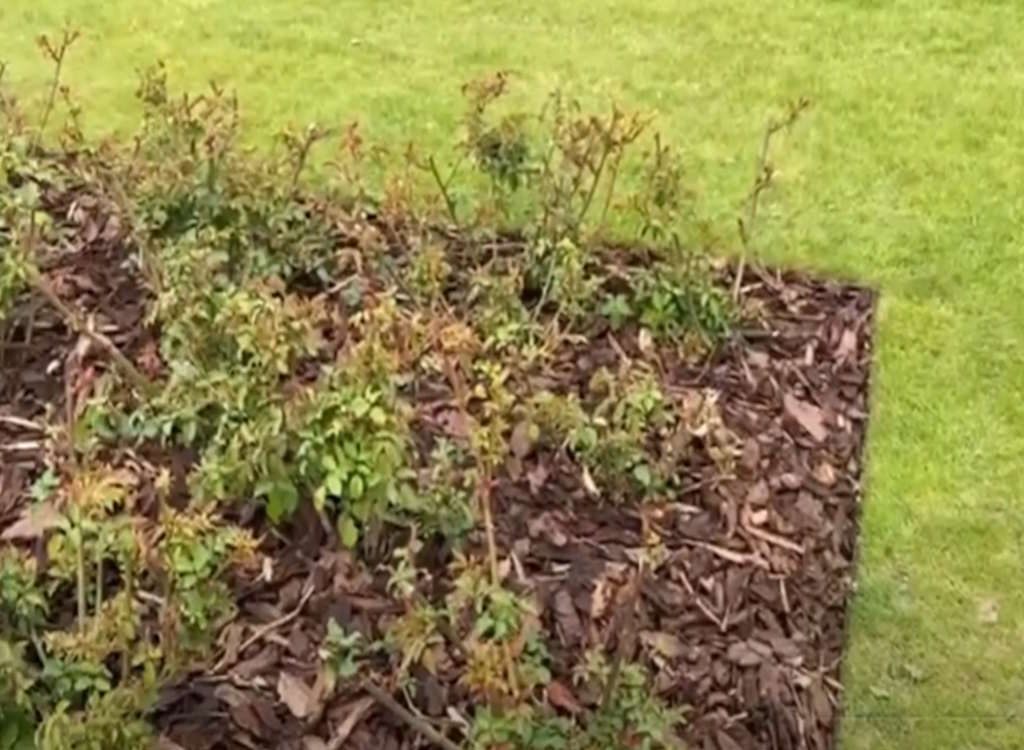 A bark mulch on a rose bed.