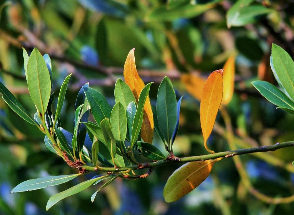 A bay tree with some brown leaves.