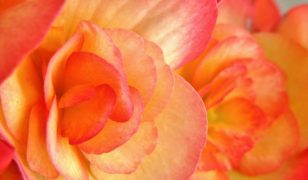 When to lift begonias