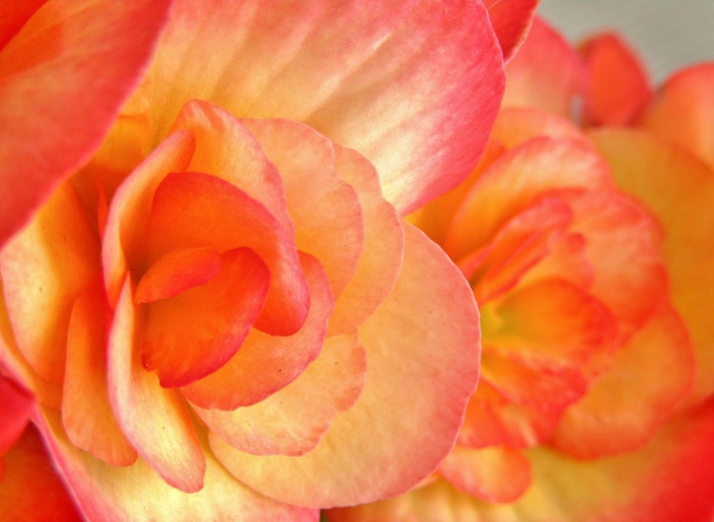 Pink and apricot begonia blooms.