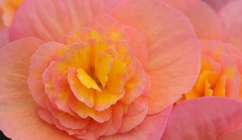 Begonia cuttings?