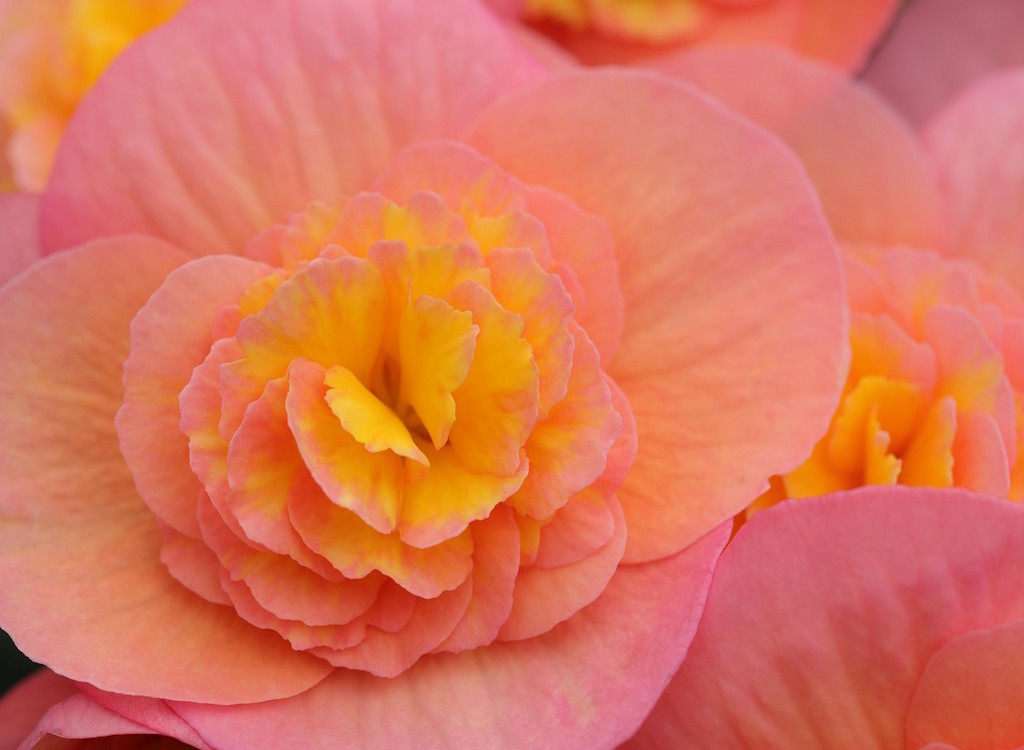 Begonia cuttings?