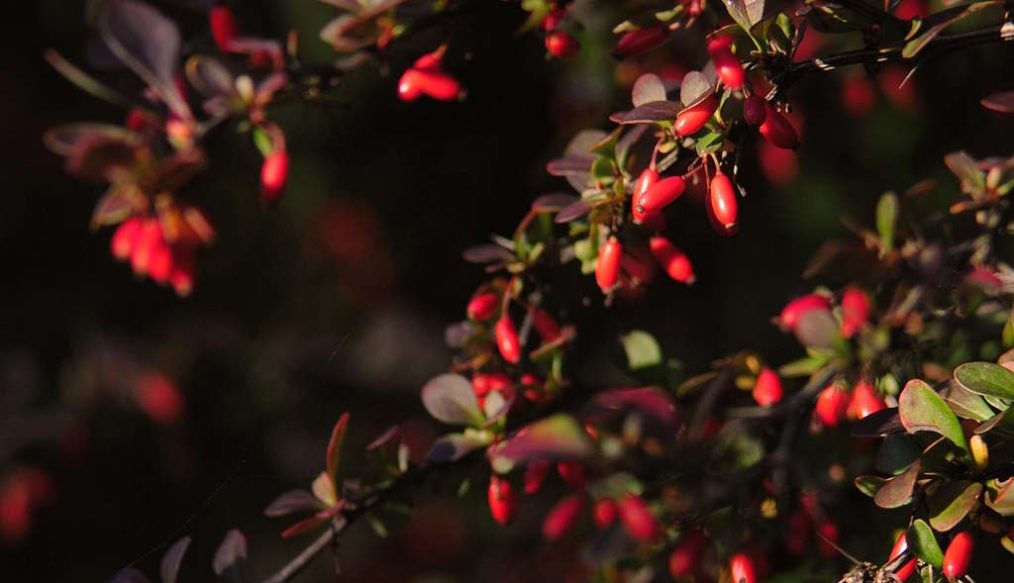 How to deal with an oversized berberis