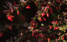 How to deal with an oversized berberis