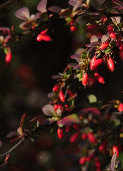 How to deal with an oversized berberis