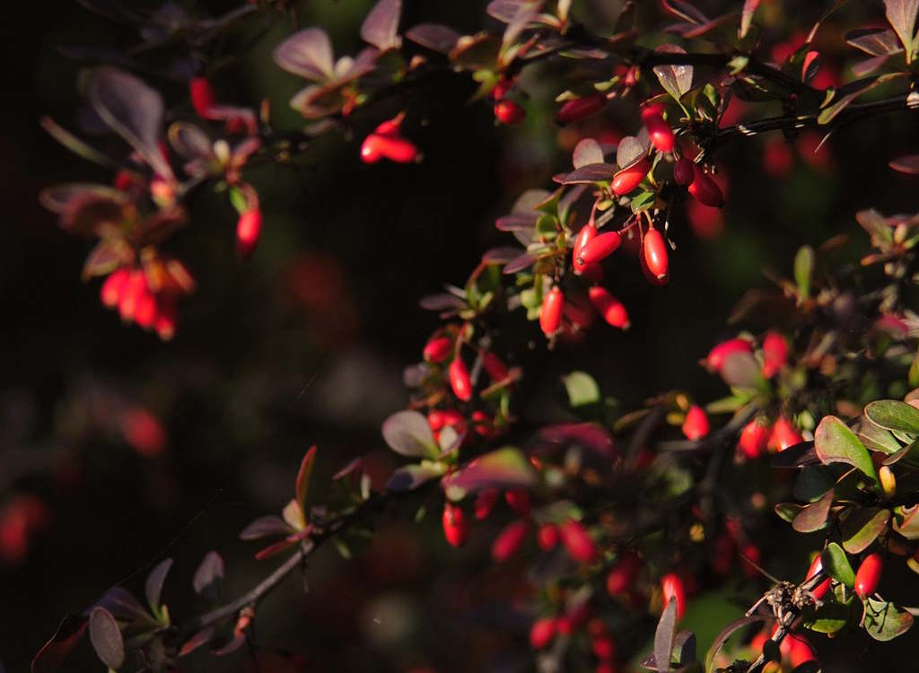 Berberis with red berries on a bush.