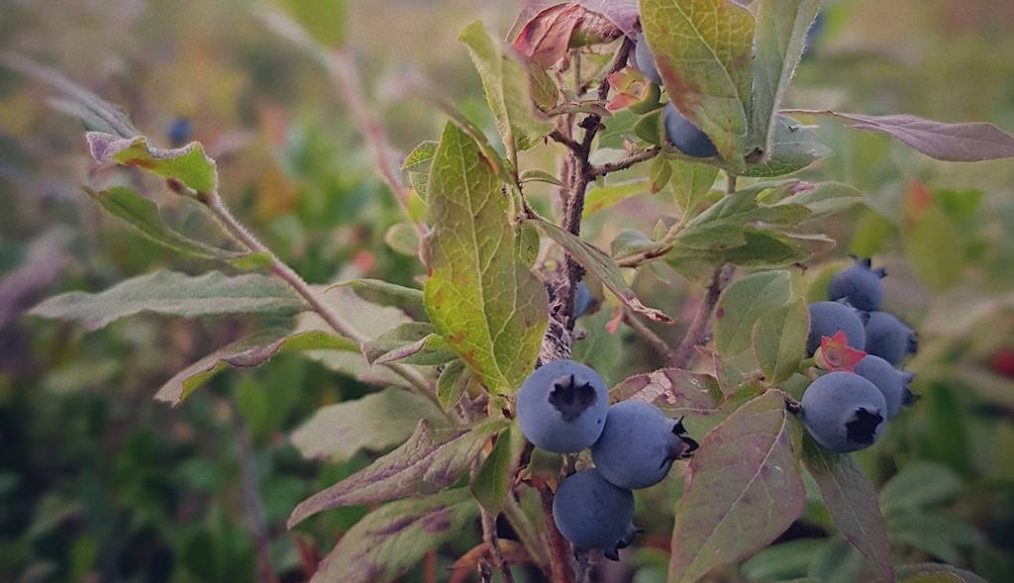Blueberry bush with growth issues
