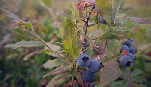 Blueberry bush with growth issues