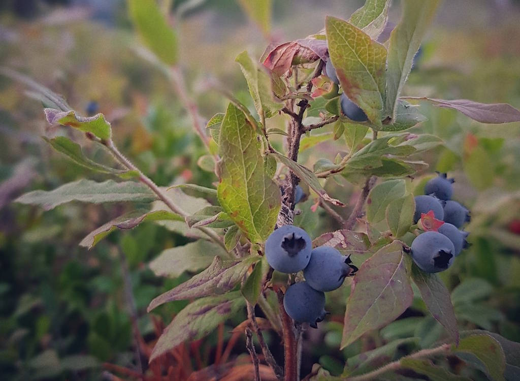 Blueberries on a bush ready for picking.