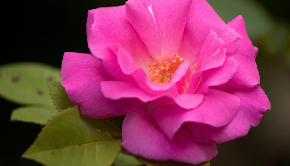 A tale of two climbing roses