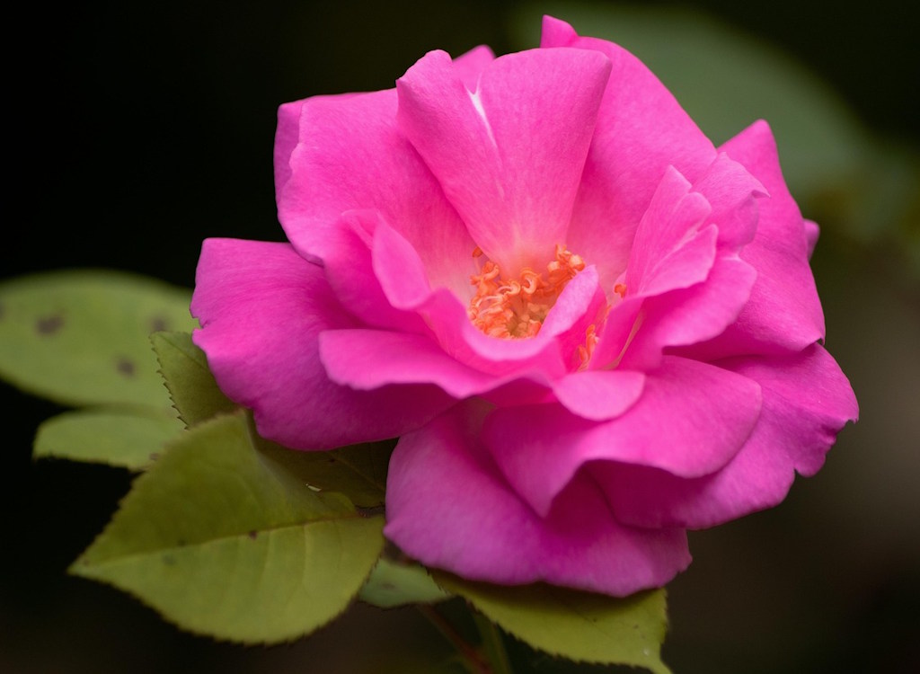 A tale of two climbing roses