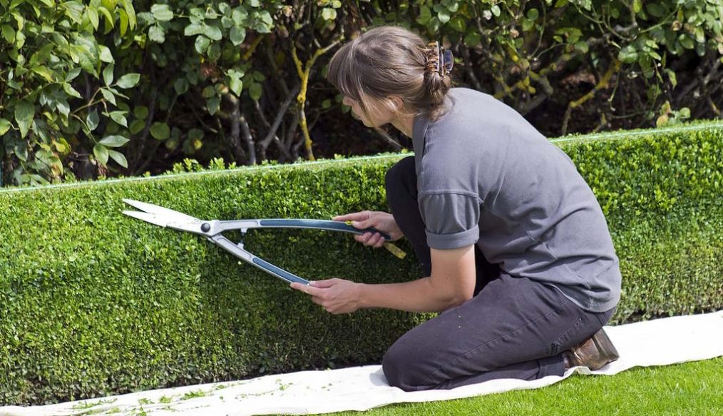 When to cut box hedges