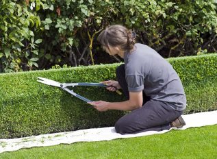 When to cut box hedges
