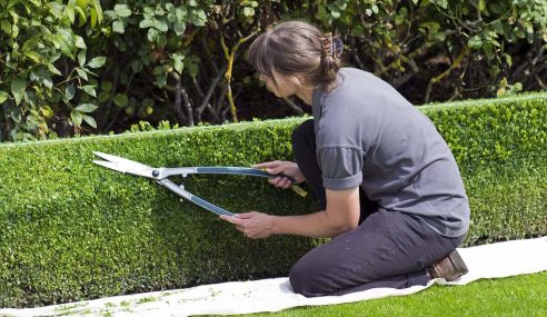 When to cut box hedges