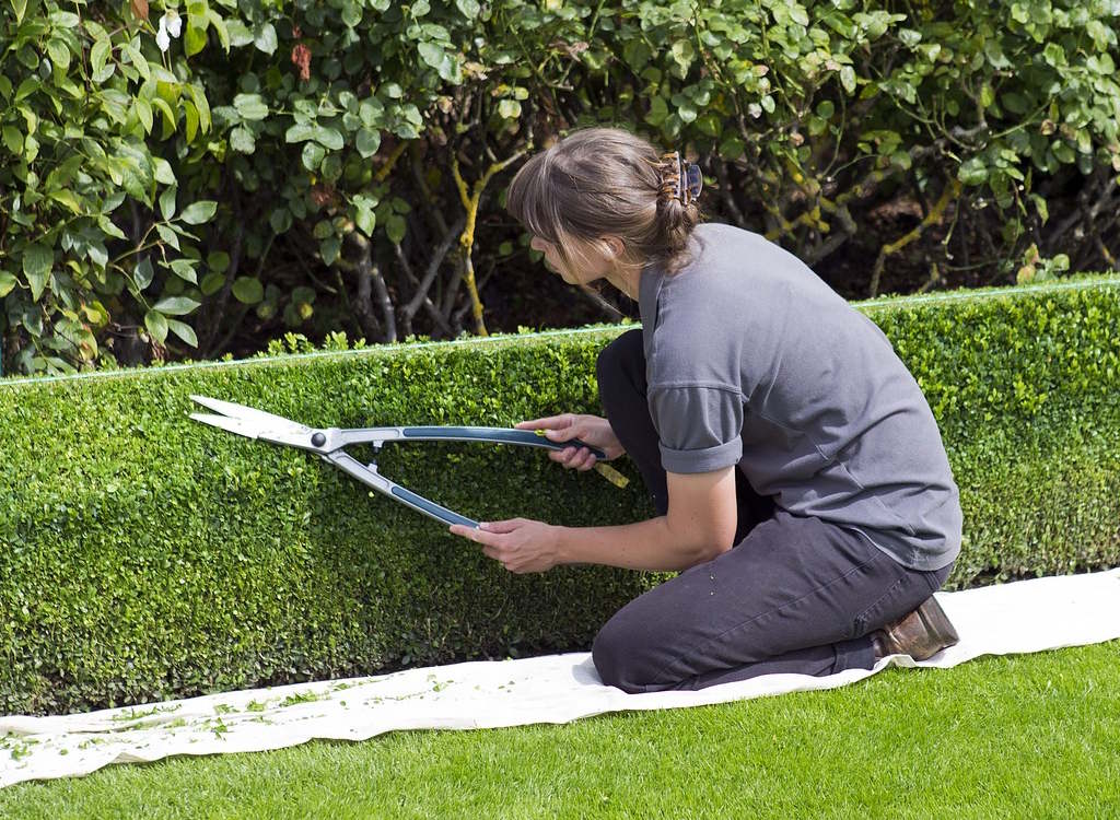 Box hedging being clipped by hand.