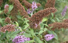 Ken demonstrates buddleja pruning with a hand saw