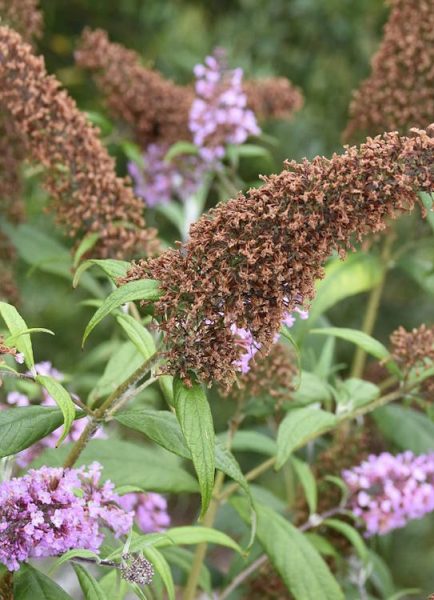 Ken demonstrates buddleja pruning with a hand saw